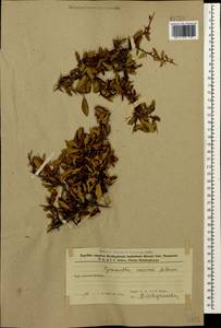 Pyracantha coccinea M. Roem., Caucasus, Azerbaijan (K6) (Azerbaijan)