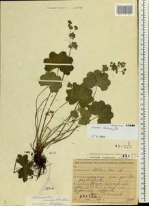 Alchemilla hebescens Juz., Eastern Europe, Middle Volga region (E8) (Russia)