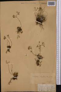 Rosularia alpestris (Kar. & Kir.) Boriss., Middle Asia, Dzungarian Alatau & Tarbagatai (M5) (Kazakhstan)