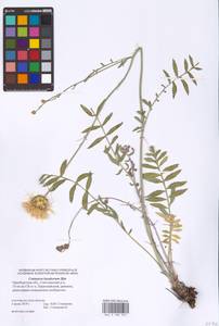 Rhaponticoides kasakorum (Iljin) M. V. Agab. & Greuter, Eastern Europe, Eastern region (E10) (Russia)