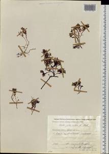 Salix jurtzevii A. Skvortsov, Siberia, Chukotka & Kamchatka (S7) (Russia)