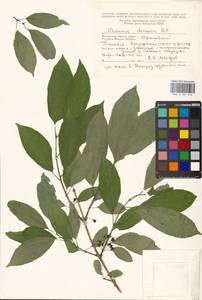 Rhamnus dahuricus (Makino) Kartesz & Gandhi, Eastern Europe, Moscow region (E4a) (Russia)