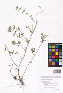 MHA 0 007 400, Clinopodium acinos (L.) Kuntze, Eastern Europe, Central forest-and-steppe region (E6) (Russia)