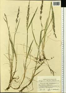 Arctagrostis latifolia (R.Br.) Griseb., Siberia, Baikal & Transbaikal region (S4) (Russia)