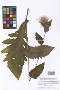 Cirsium oleraceum (L.) Scop., Eastern Europe, Moscow region (E4a) (Russia)