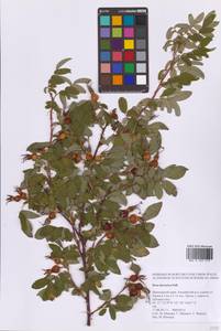 Rosa davurica Pall., Siberia, Russian Far East (S6) (Russia)