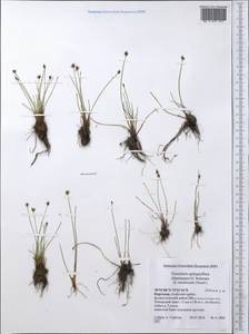 Eleocharis quinqueflora (Hartmann) O.Schwarz, Middle Asia, Pamir & Pamiro-Alai (M2) (Kyrgyzstan)
