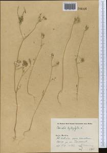 Torilis leptophylla (L.) Rchb. fil., Middle Asia, Syr-Darian deserts & Kyzylkum (M7) (Uzbekistan)