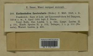 Entosthodon fascicularis (Hedw.) Müll. Hal., Bryophytes, Bryophytes - Western Europe (BEu) (France)