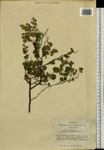 Spiraea trilobata L., Siberia, Altai & Sayany Mountains (S2) (Russia)