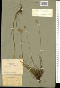 Alopecurus aucheri Boiss., Caucasus, Azerbaijan (K6) (Azerbaijan)