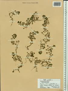 Lythrum portula (L.) D. A. Webb, Eastern Europe, Central forest region (E5) (Russia)