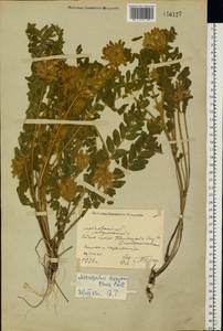 Astragalus dasyanthus Pall., Eastern Europe, North Ukrainian region (E11) (Ukraine)