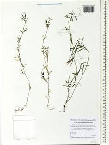 Vicia sativa subsp. nigra (L.)Ehrh., Eastern Europe, North-Western region (E2) (Russia)