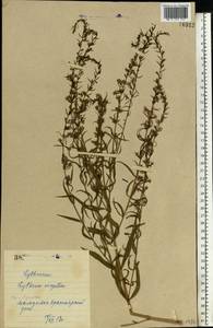 Lythrum virgatum L., Eastern Europe, North Ukrainian region (E11) (Ukraine)