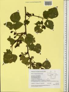 Rubus allegheniensis Porter, Eastern Europe, Central region (E4) (Russia)