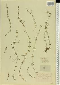 Galium uliginosum L., Eastern Europe, Central region (E4) (Russia)