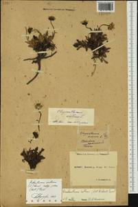 Arctanthemum arcticum subsp. polare (Hultén) Tzvelev, Siberia, Yakutia (S5) (Russia)