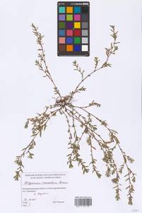 Polygonum arenastrum Boreau, Eastern Europe, North-Western region (E2) (Russia)