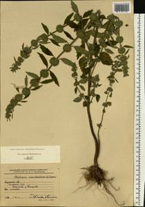 Chaiturus marrubiastrum (L.) Ehrh. ex Rchb., Eastern Europe, Central region (E4) (Russia)