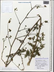 Xanthoselinum alsaticum (L.) Schur, Caucasus, Black Sea Shore (from Novorossiysk to Adler) (K3) (Russia)
