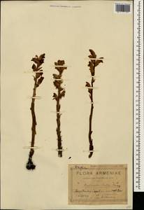 Orobanche lutea Baumg., Caucasus, Armenia (K5) (Armenia)