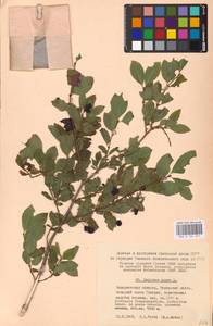 Lonicera nigra L., Eastern Europe, West Ukrainian region (E13) (Ukraine)