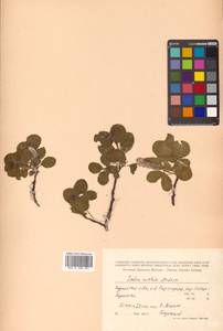 Salix arctica Pall., Siberia, Russian Far East (S6) (Russia)