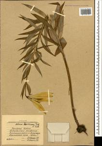 Lilium szovitsianum Fisch. & Avé-Lall., Caucasus, Stavropol Krai, Karachay-Cherkessia & Kabardino-Balkaria (K1b) (Russia)