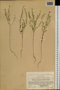 Stevenia alyssoides Adams ex Fisch., Siberia, Baikal & Transbaikal region (S4) (Russia)