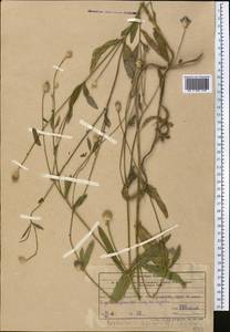 Cephalaria syriaca (L.) Schrad., Middle Asia, Western Tian Shan & Karatau (M3) (Uzbekistan)