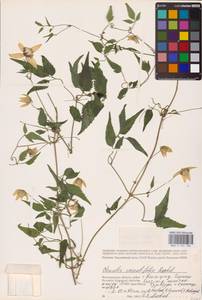 Clematis serratifolia Rehder, Eastern Europe (no precise locality) (E0)