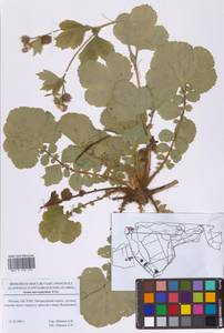 Geum macrophyllum Willd., Eastern Europe, Moscow region (E4a) (Russia)