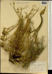Bilacunaria microcarpa (M. Bieb.) Pimenov & V. N. Tikhom., South Asia, South Asia (Asia outside ex-Soviet states and Mongolia) (ASIA) (Turkey)