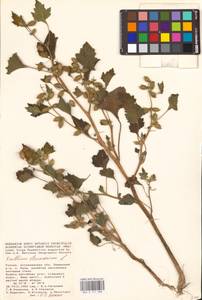 Xanthium strumarium L., Eastern Europe, Lower Volga region (E9) (Russia)