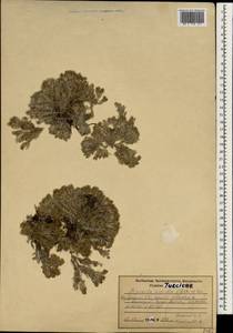 Asperula nitida Sm., South Asia, South Asia (Asia outside ex-Soviet states and Mongolia) (ASIA) (Turkey)