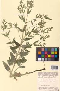 MHA 0 155 699, Nepeta ucranica subsp. parviflora (M.Bieb.) M.Masclans de Bolos, Eastern Europe, Lower Volga region (E9) (Russia)