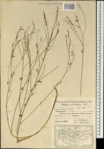 Astragalus melilotoides Pall., Mongolia (MONG) (Mongolia)