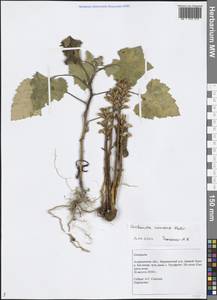 Orobanche cumana Wallr., Eastern Europe, Lower Volga region (E9) (Russia)