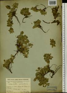 Potentilla acaulis L., Siberia, Baikal & Transbaikal region (S4) (Russia)