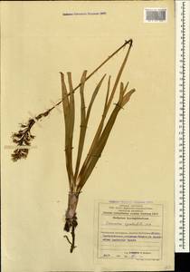 Eremurus spectabilis M.Bieb., nom. cons., Caucasus, Azerbaijan (K6) (Azerbaijan)