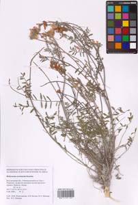 Hedysarum ucrainicum Kaschm., Eastern Europe, Central forest-and-steppe region (E6) (Russia)