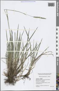Phleum phleoides (L.) H.Karst., Eastern Europe, Central forest-and-steppe region (E6) (Russia)