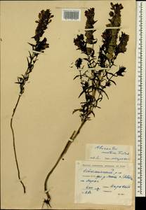 Rhinanthus serotinus subsp. serotinus, Siberia, Yakutia (S5) (Russia)