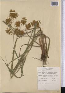 Cyperus strigosus L., America (AMER) (United States)