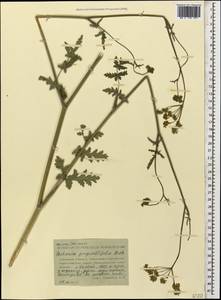 Pastinaca pimpinellifolia M. Bieb., Caucasus, Stavropol Krai, Karachay-Cherkessia & Kabardino-Balkaria (K1b) (Russia)