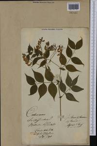 Lathyrus vernus (L.) Bernh., Eastern Europe, Lithuania (E2a) (Lithuania)