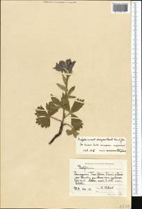 Delphinium dasyanthum Kar. & Kir., Middle Asia, Western Tian Shan & Karatau (M3) (Kyrgyzstan)