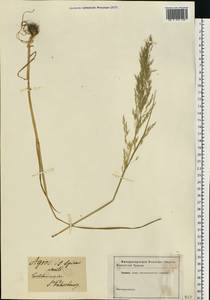 Apera spica-venti (L.) P.Beauv., Eastern Europe, North-Western region (E2) (Russia)