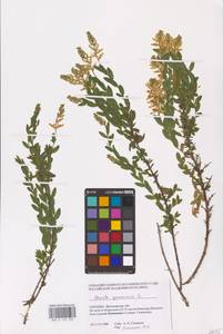 Genista germanica L., Eastern Europe, North Ukrainian region (E11) (Ukraine)